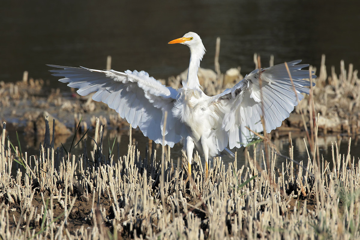 Cattle Egret