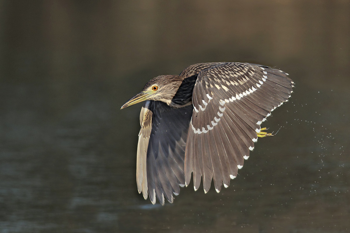 Giovane nitticora in volo
