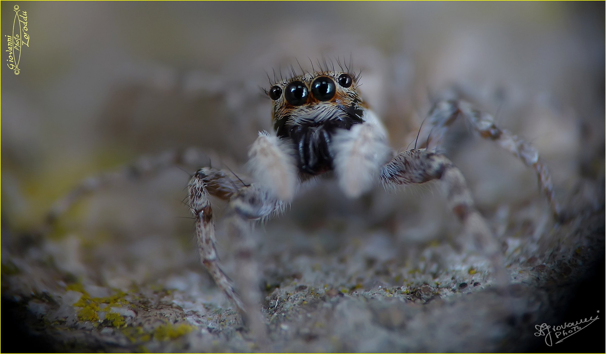 Ragnetto saltatore 2