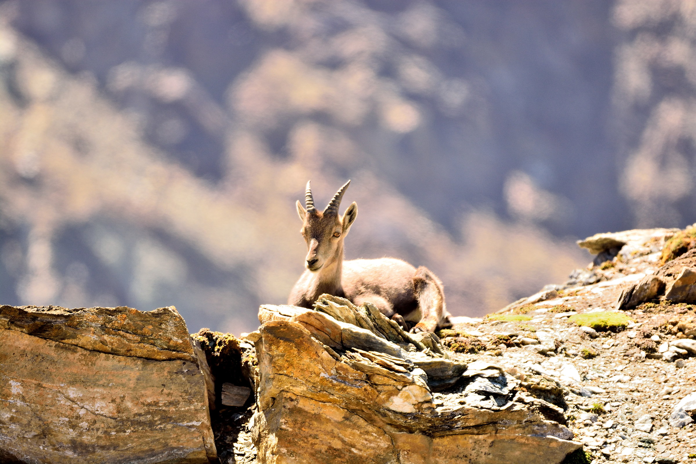 female ibex