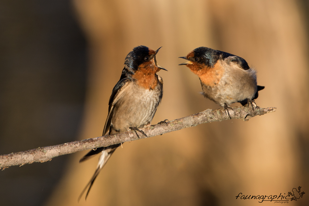 Welcome Swallows Arguing