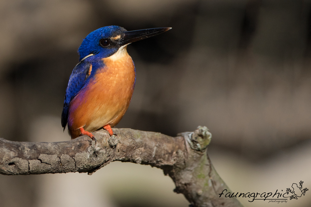 Azure Kingfisher