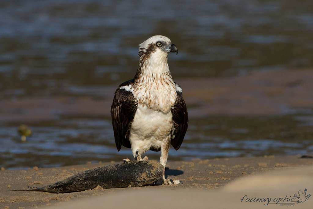 Osprey Grounded