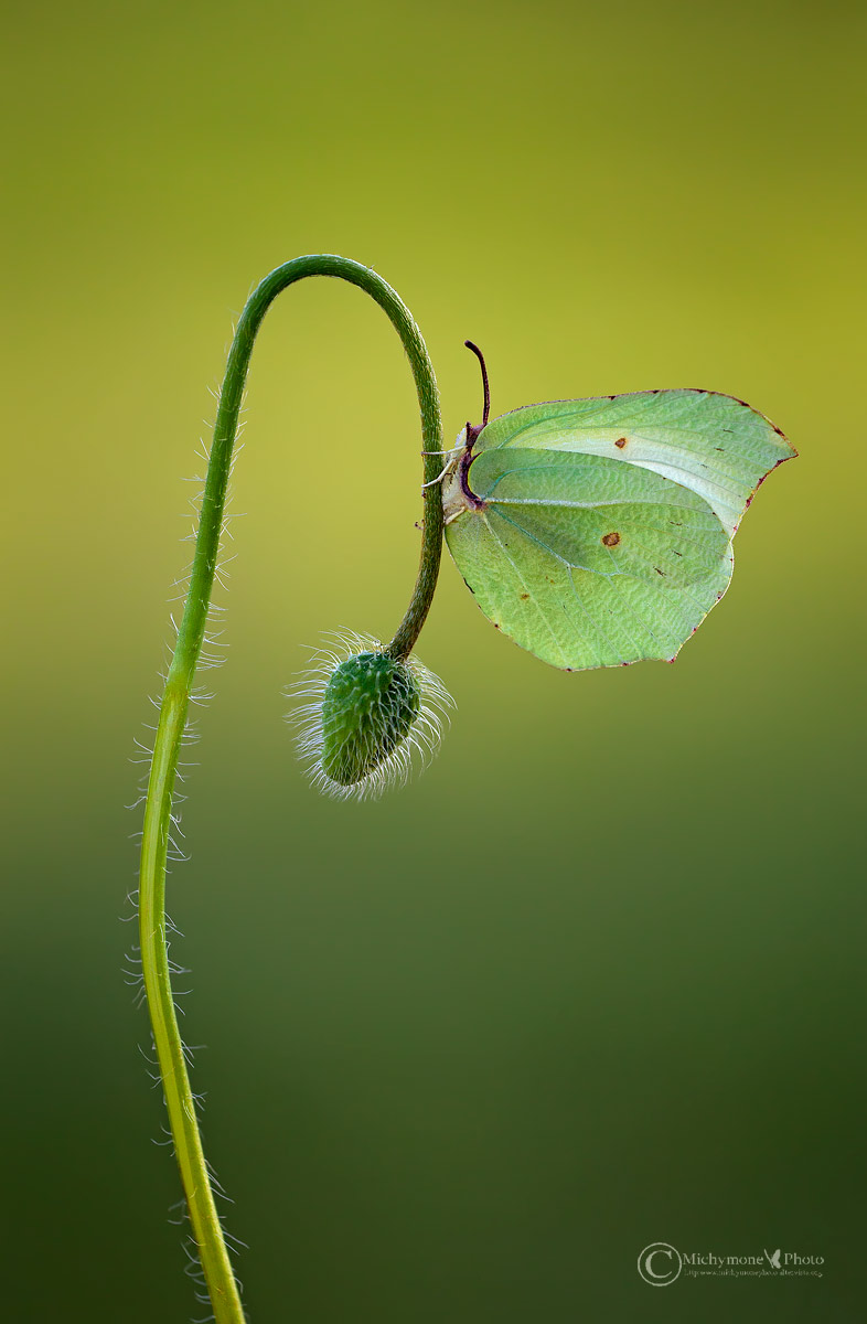 Gonepteryx cleopatra (Linnaeus, 1767) female ...