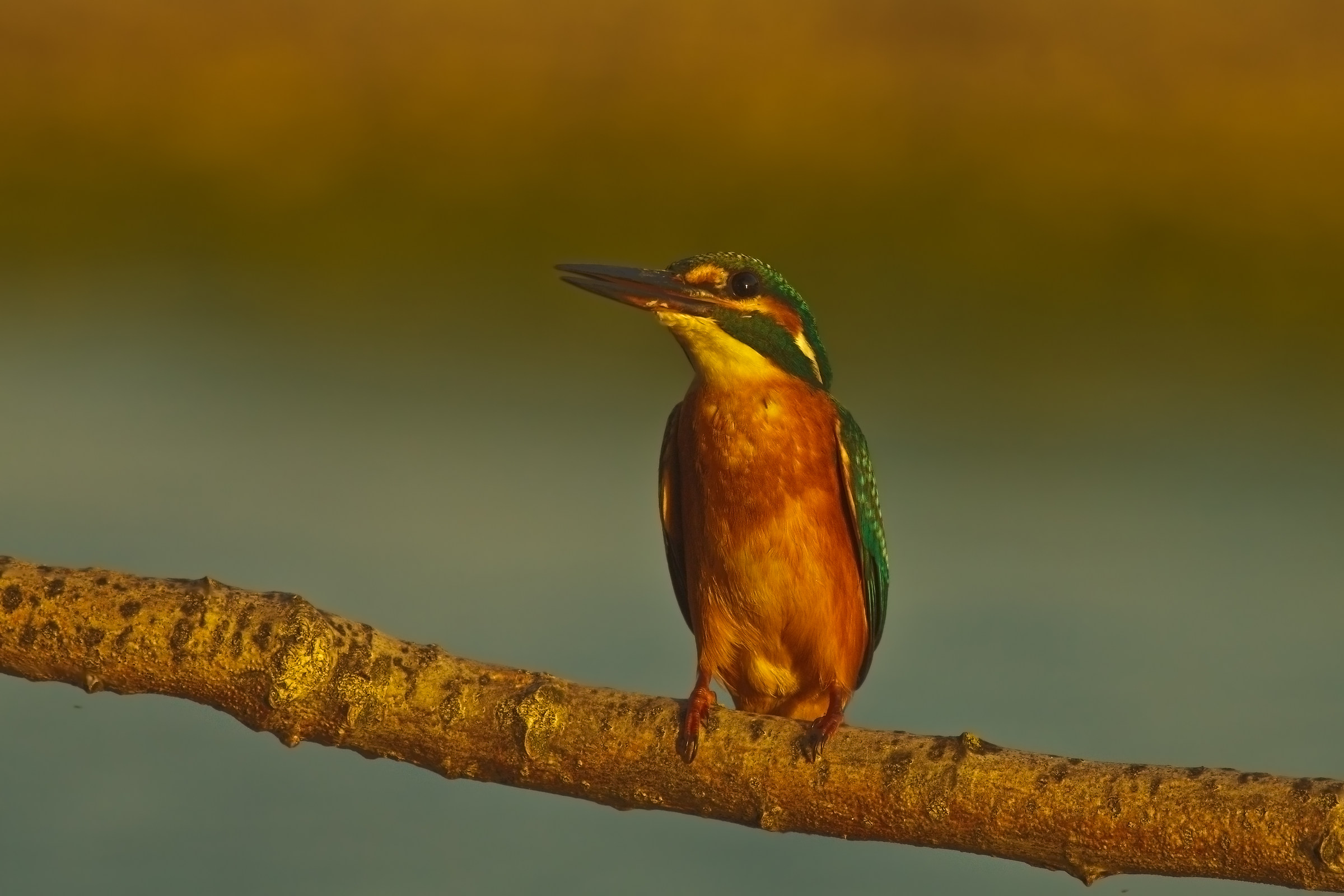 Good morning Mr Martin