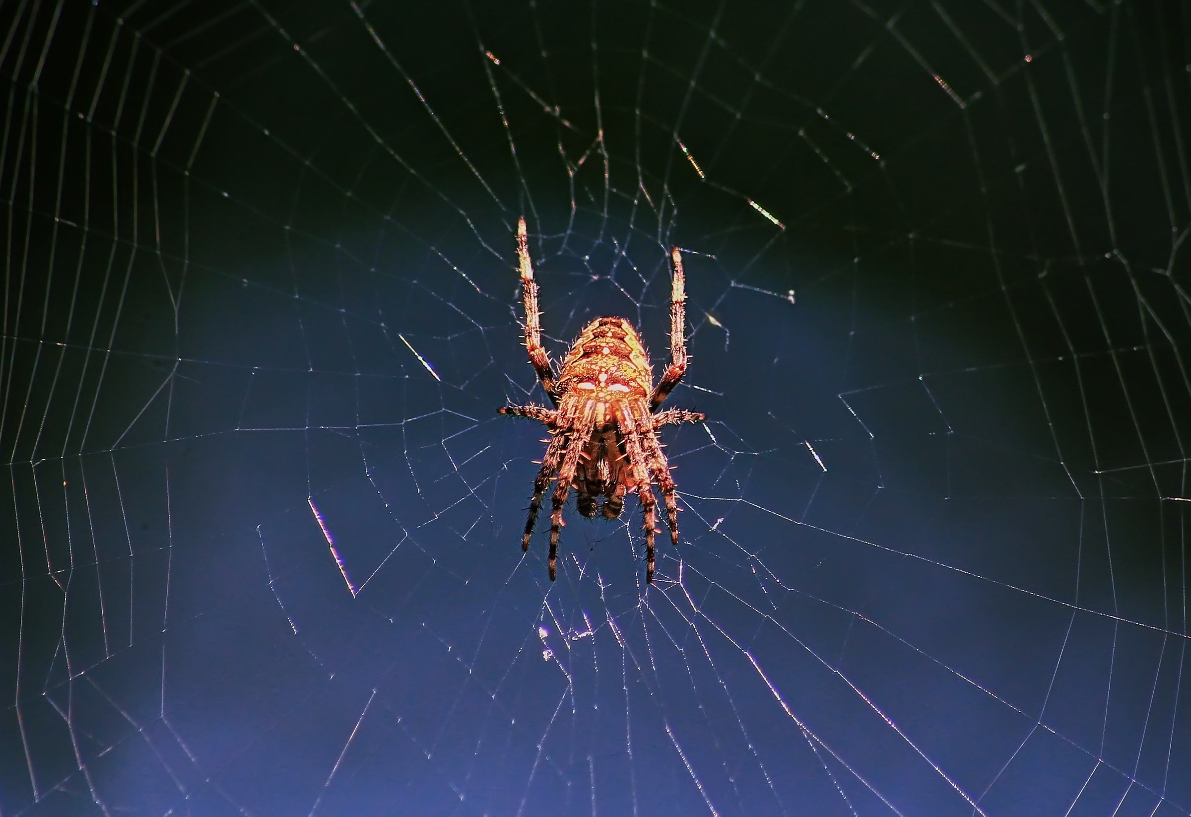 L'unica spider che mi posso permettere