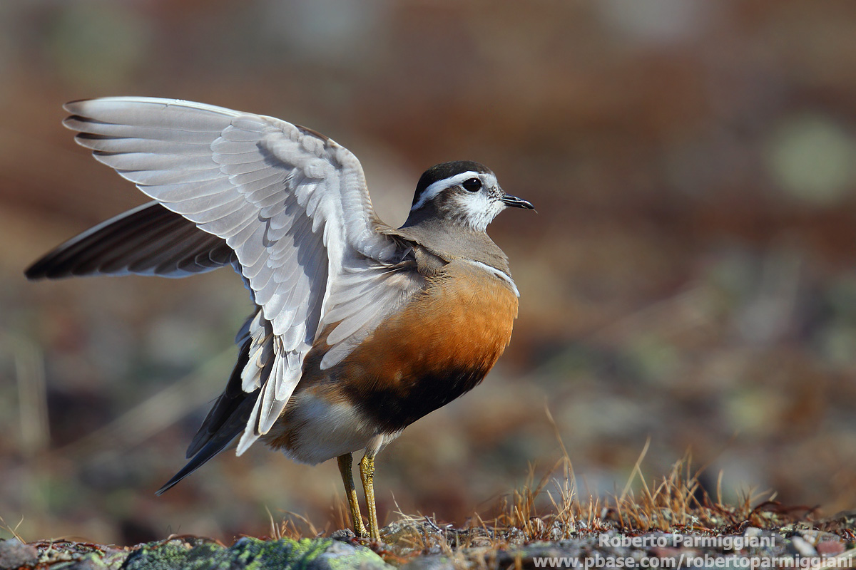 Stretching morning (dotterel)