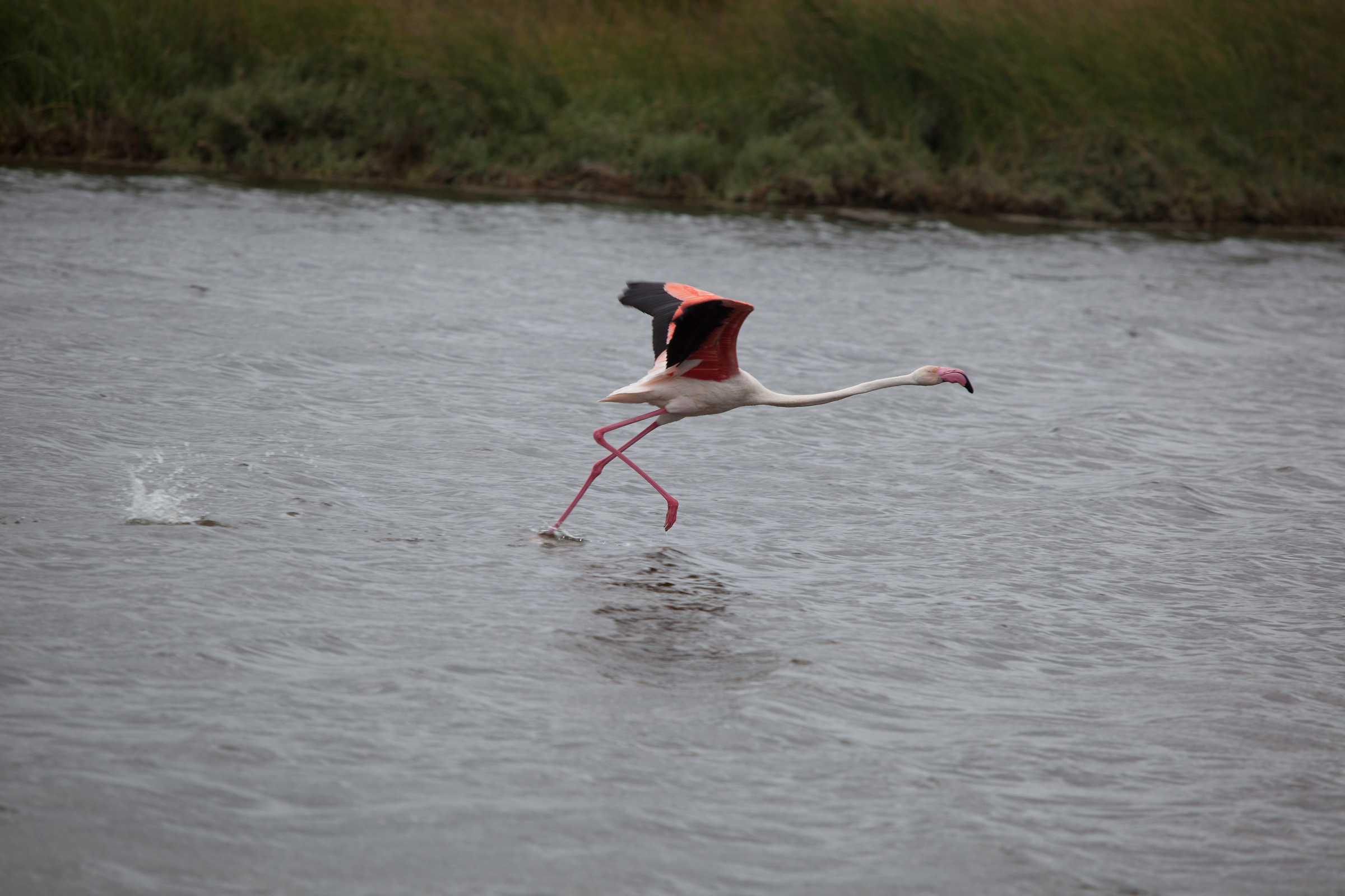 Fenicottero in planata