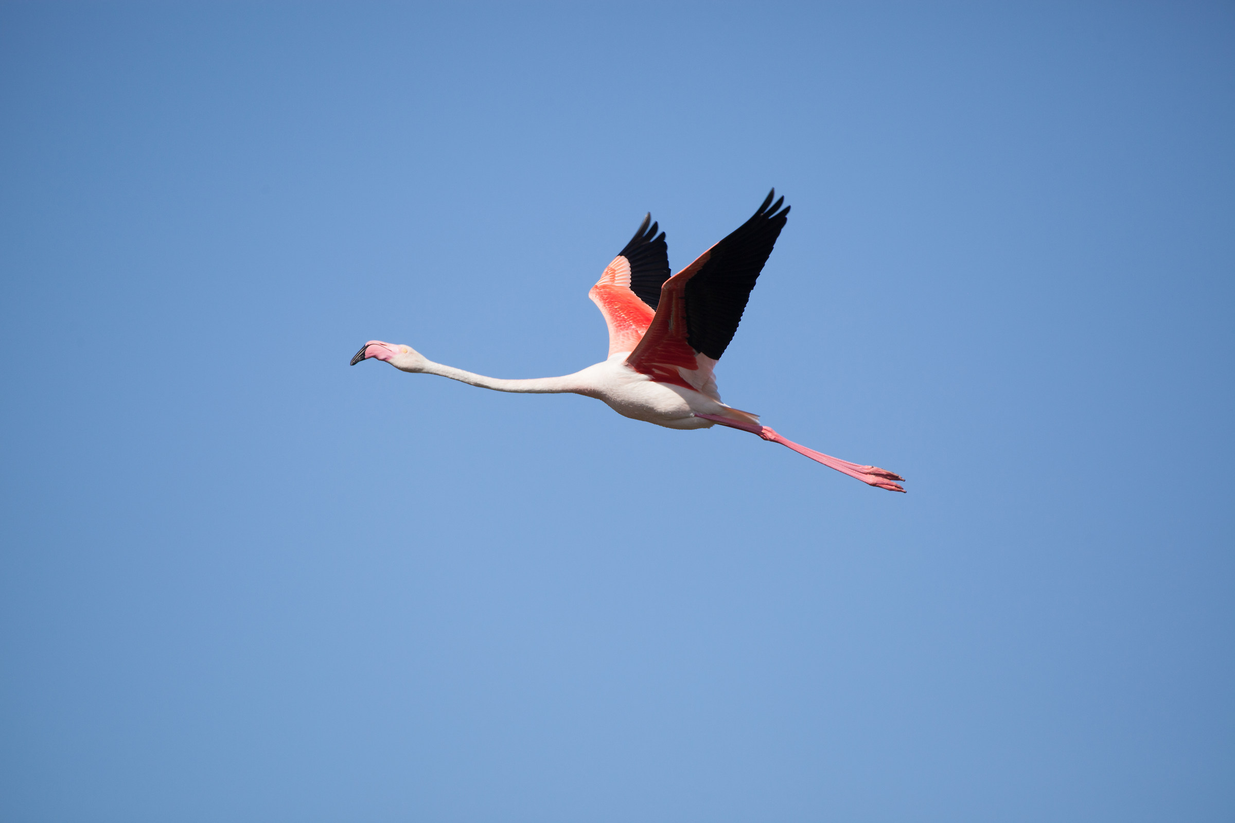 Fenicottero rosa in Sardegna