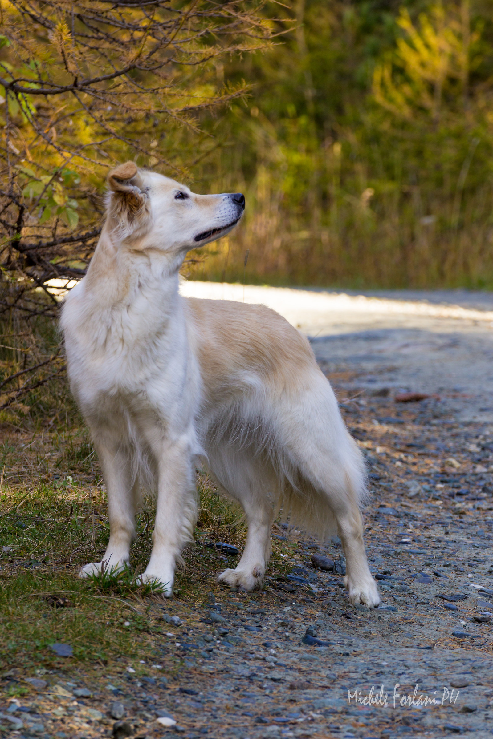 a.a.a. Scoiattoli cercasi