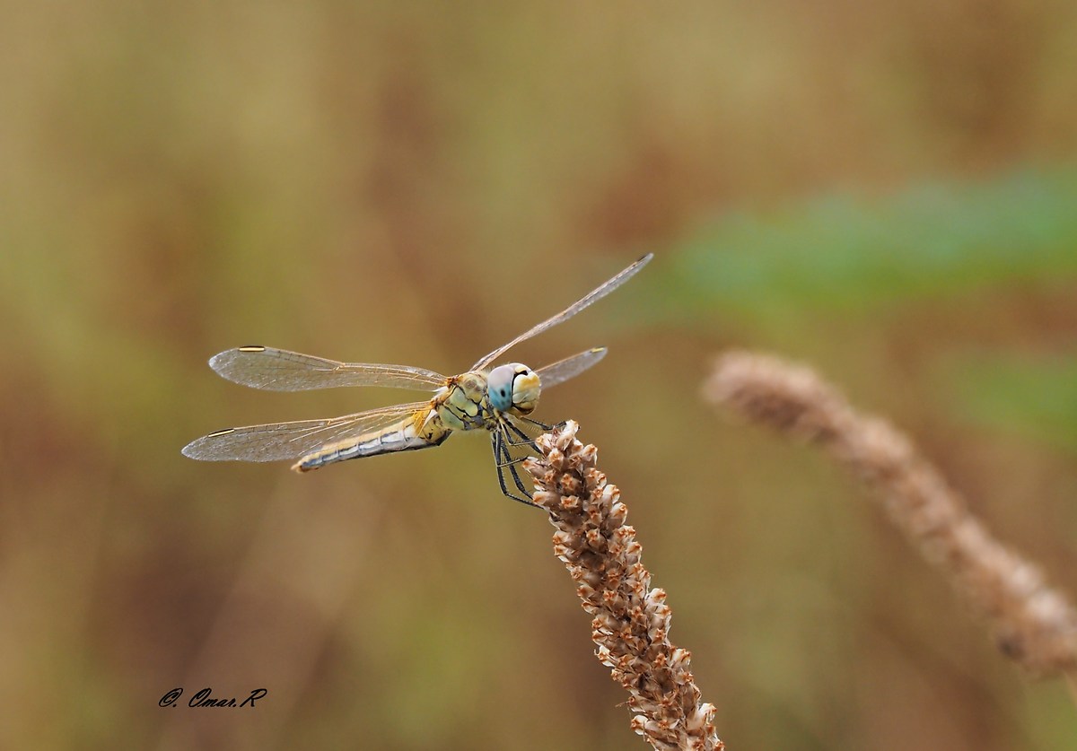 Prova 40/150 f4/5.6r