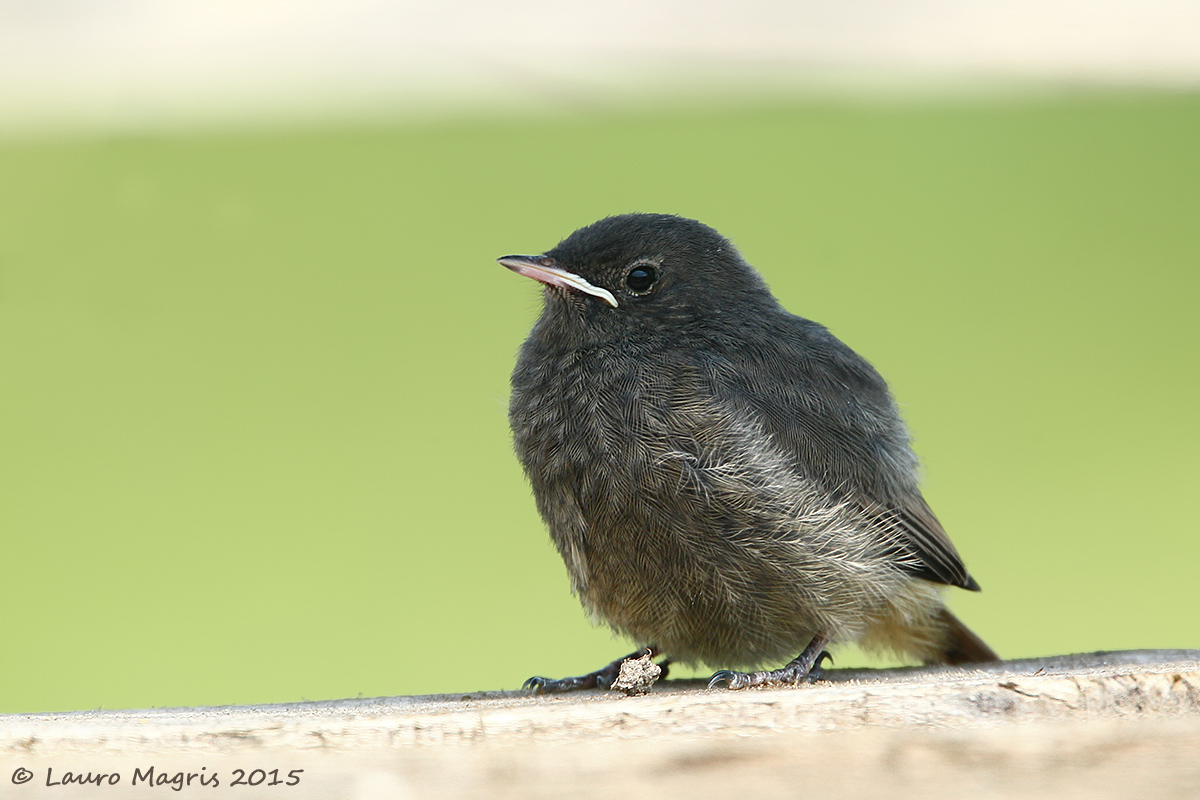 Pullo di codirosso spazzacamino
