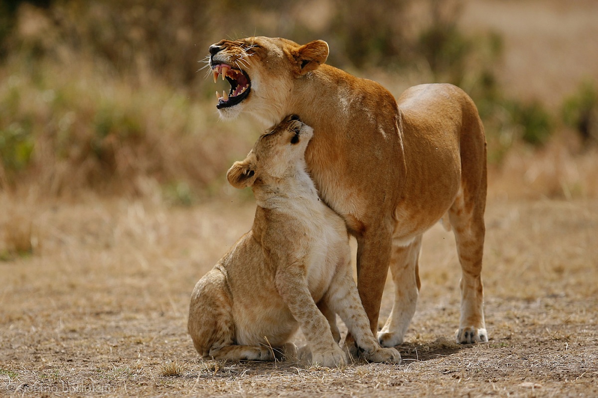 leonessa con cucciolo