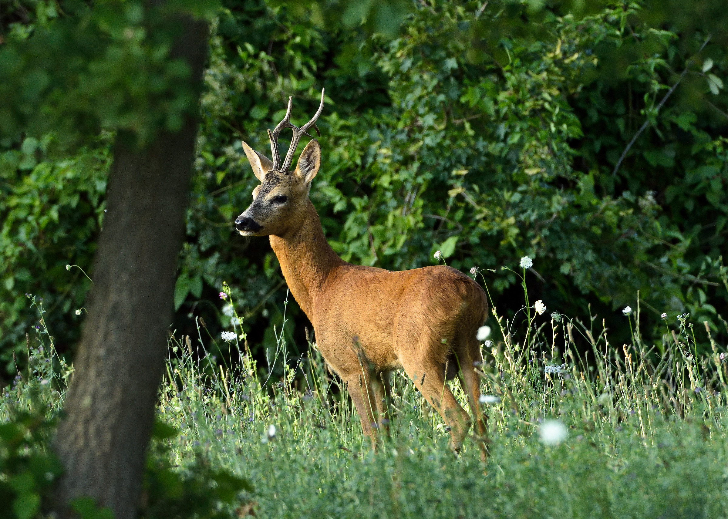 male deer