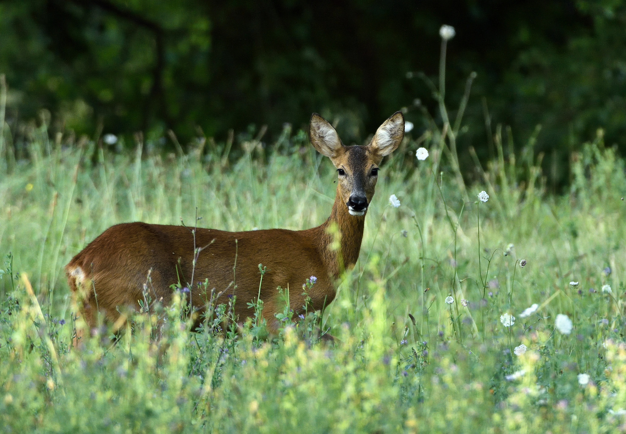 roe deer
