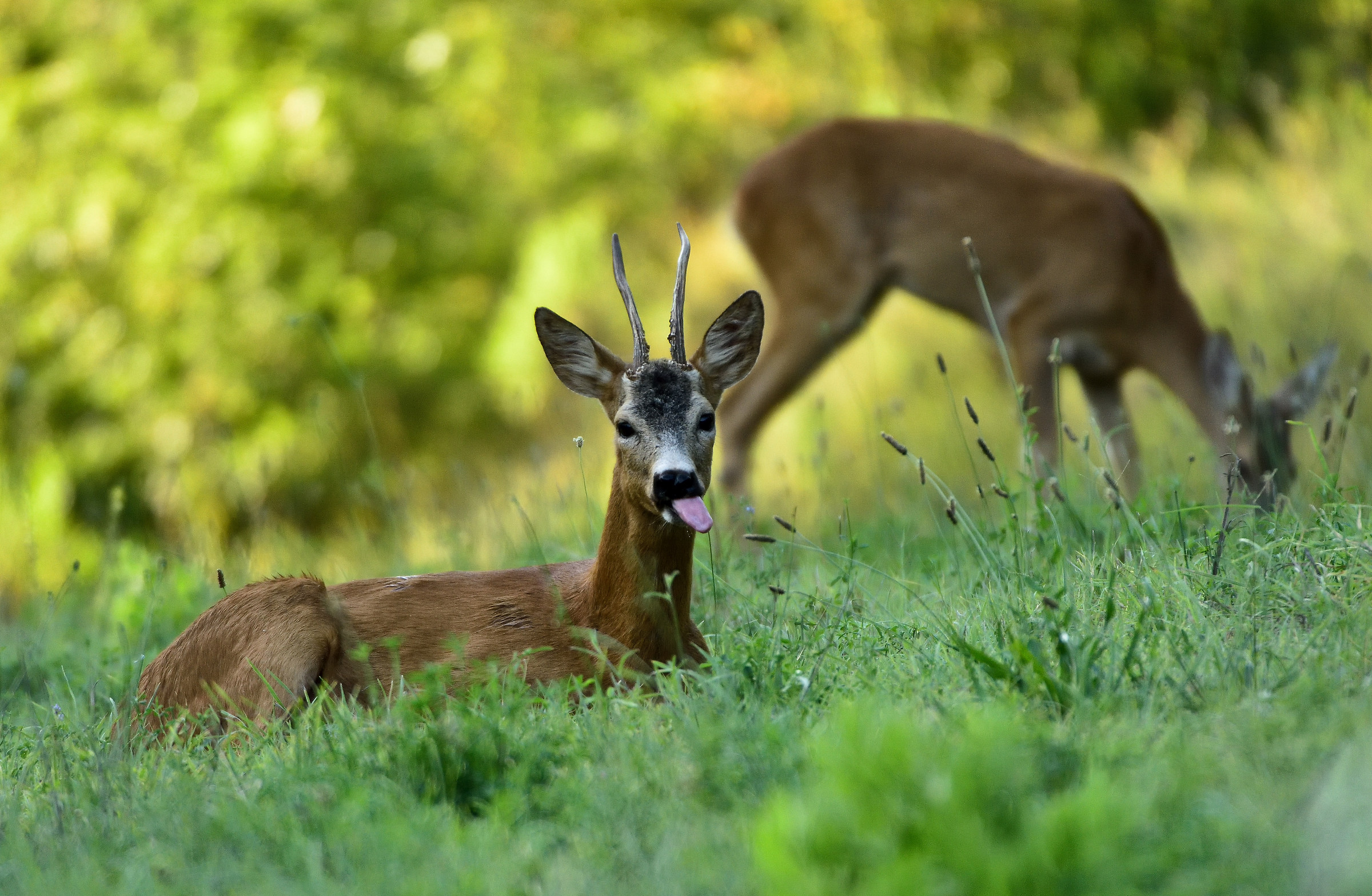 capriolo maschio in regresso