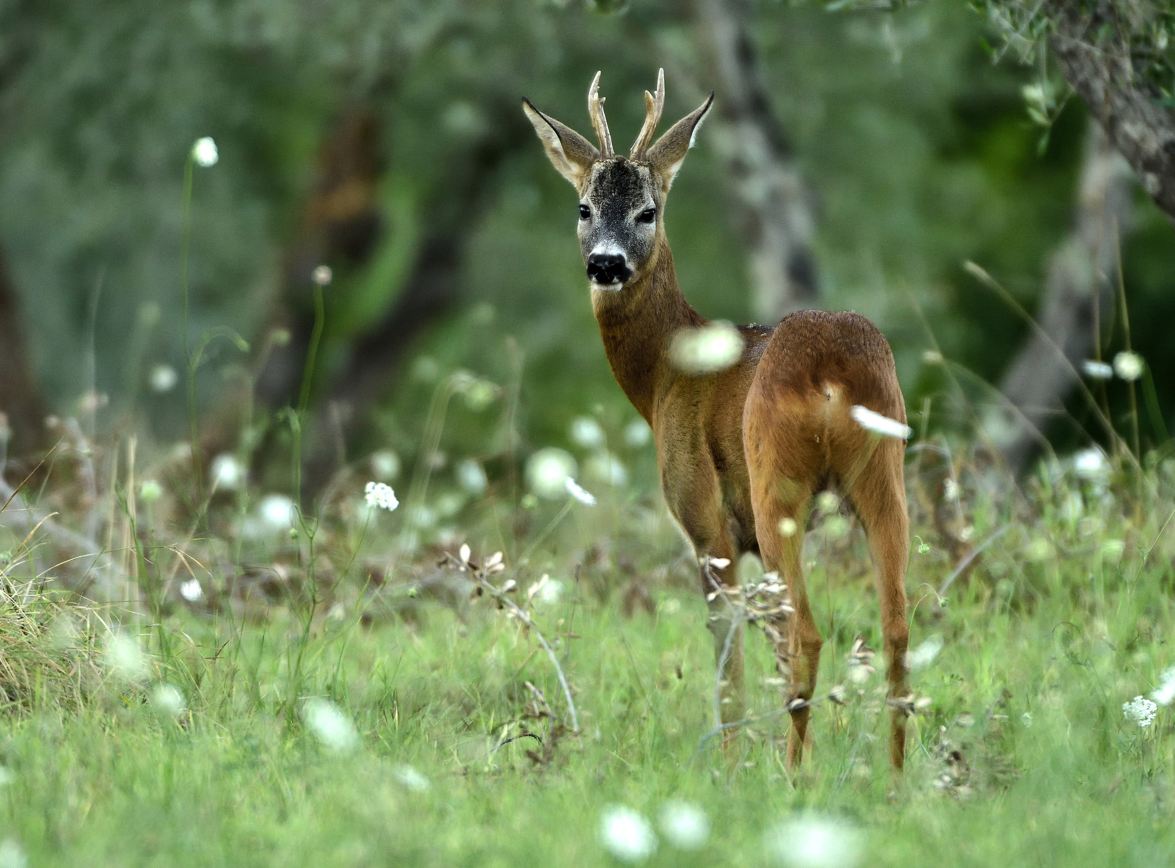 subadult male deer