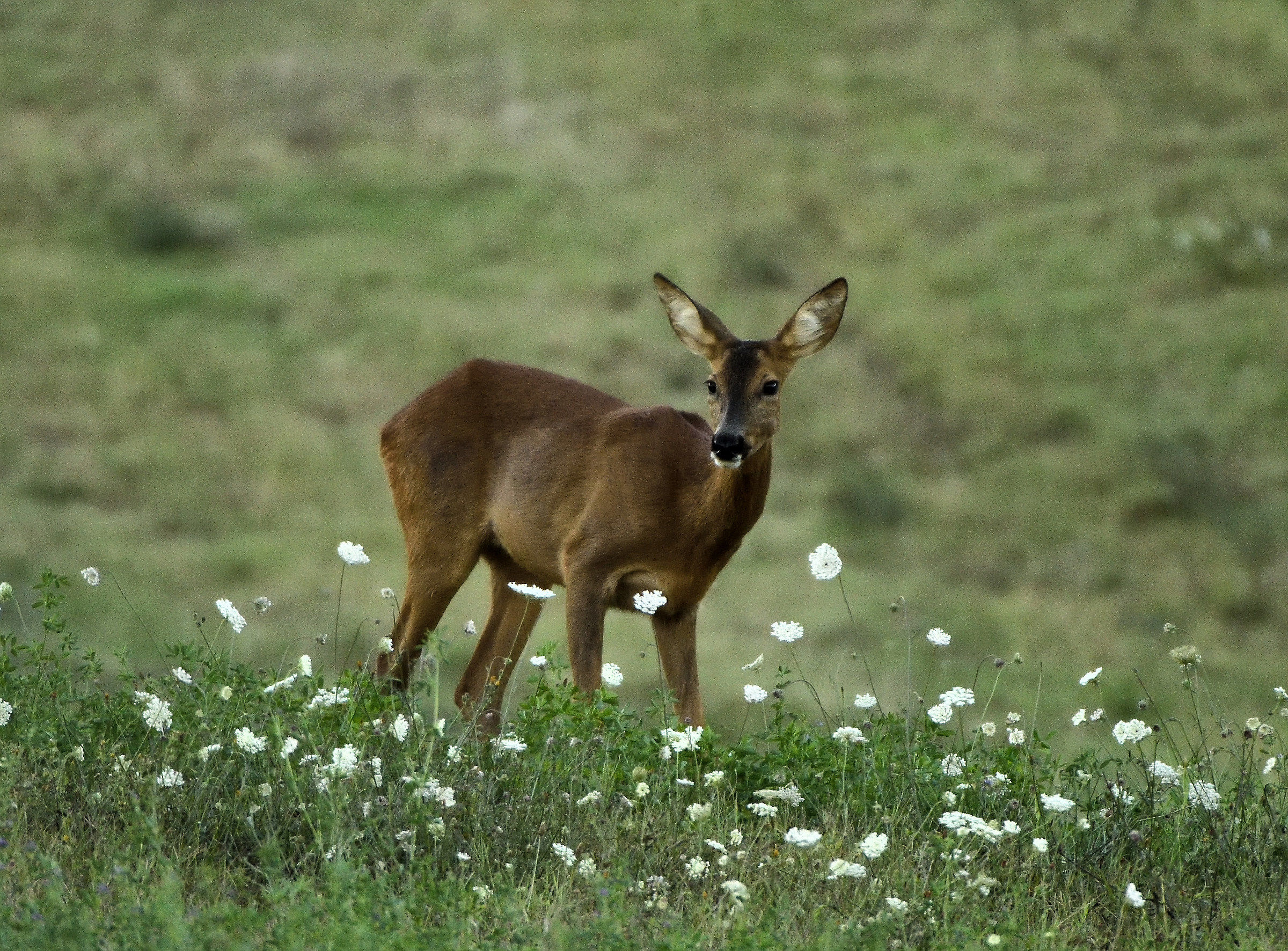 adult female deer