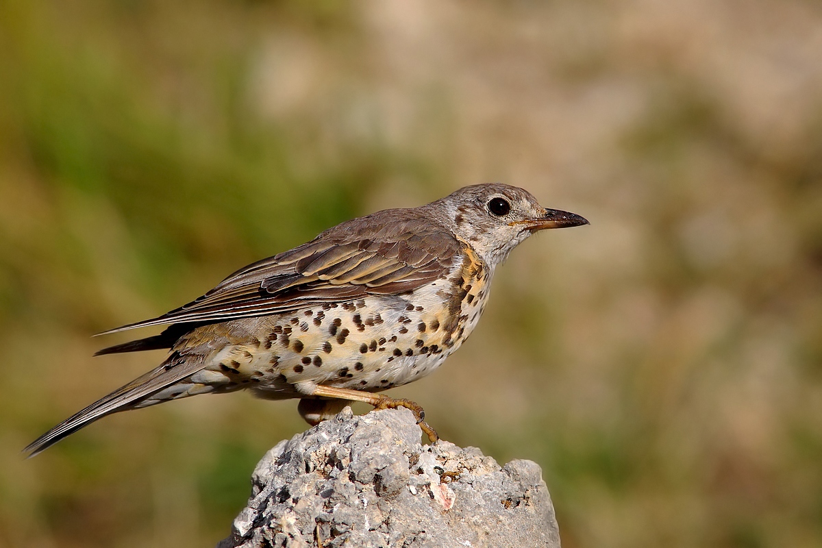 portrait of Mistle Thrush