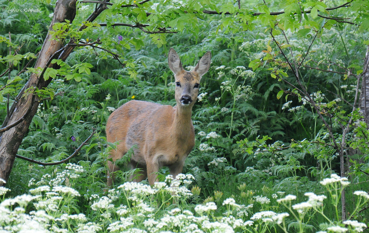 Sorpresa nel bosco....