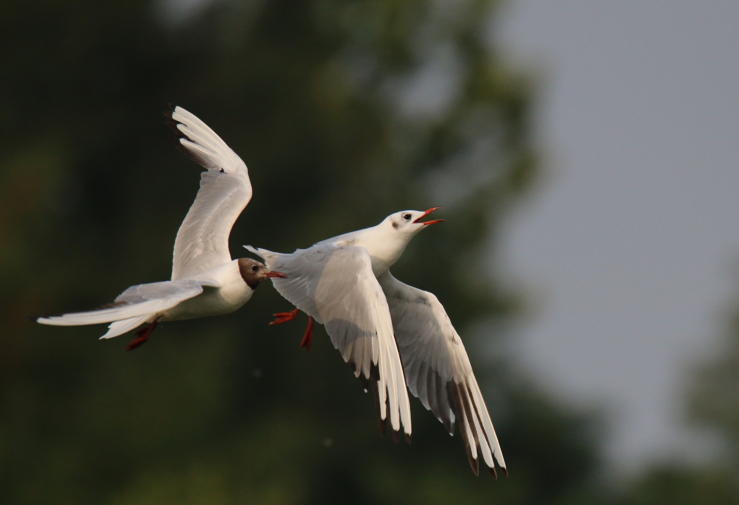 la signora veste in rosso