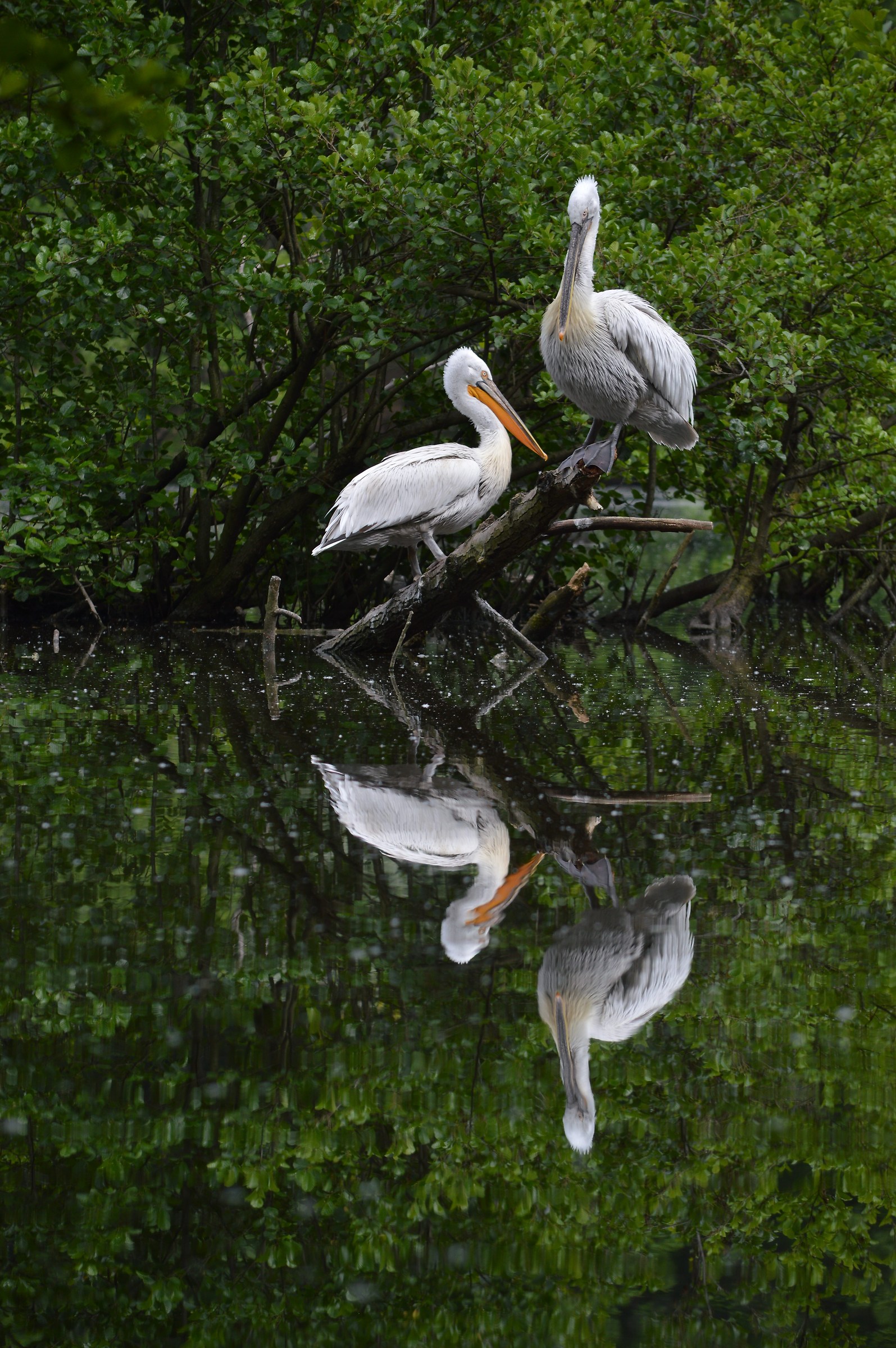 Mirrored Pelicans