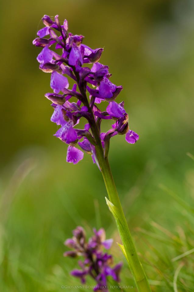 orchide minore