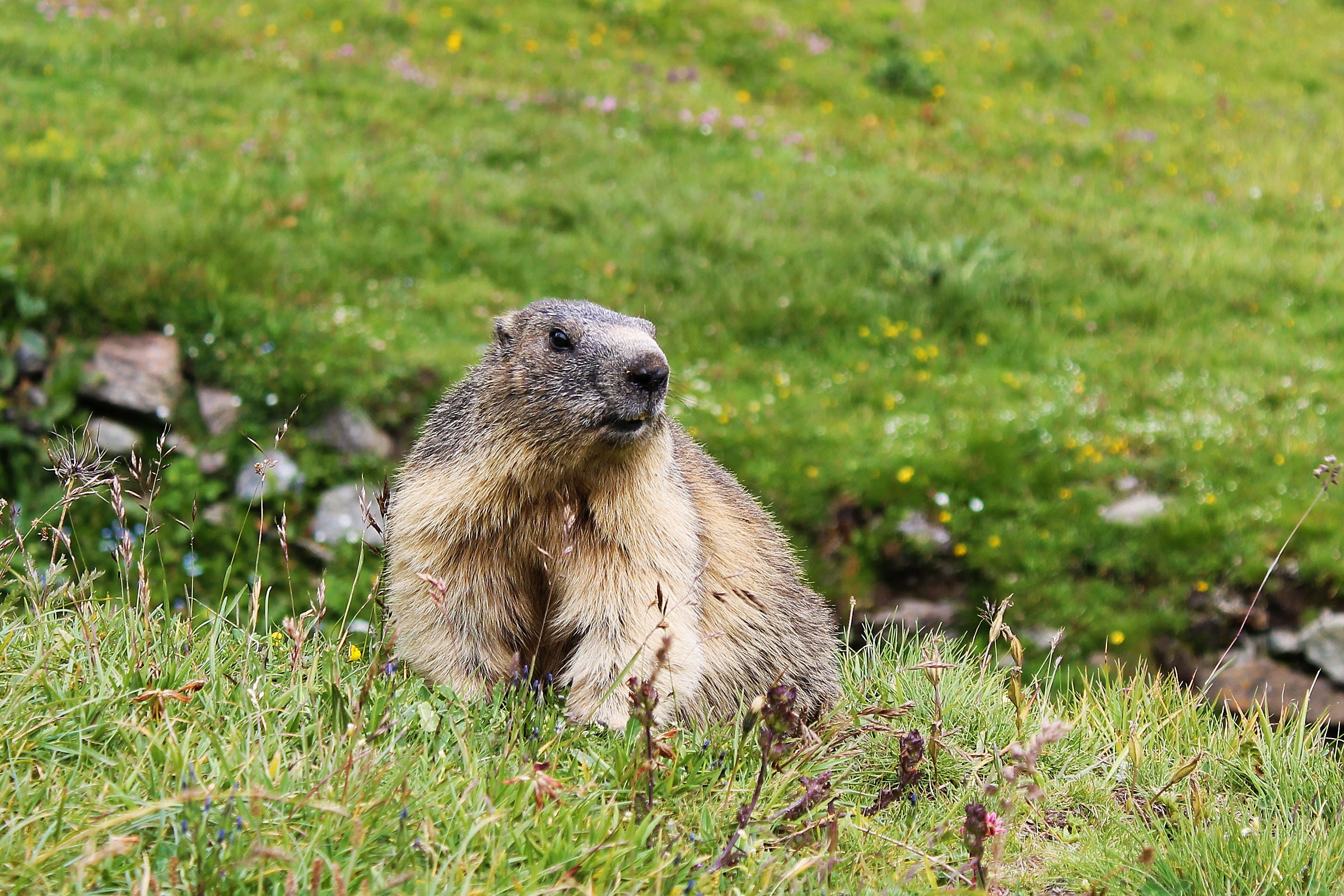 Marmotta