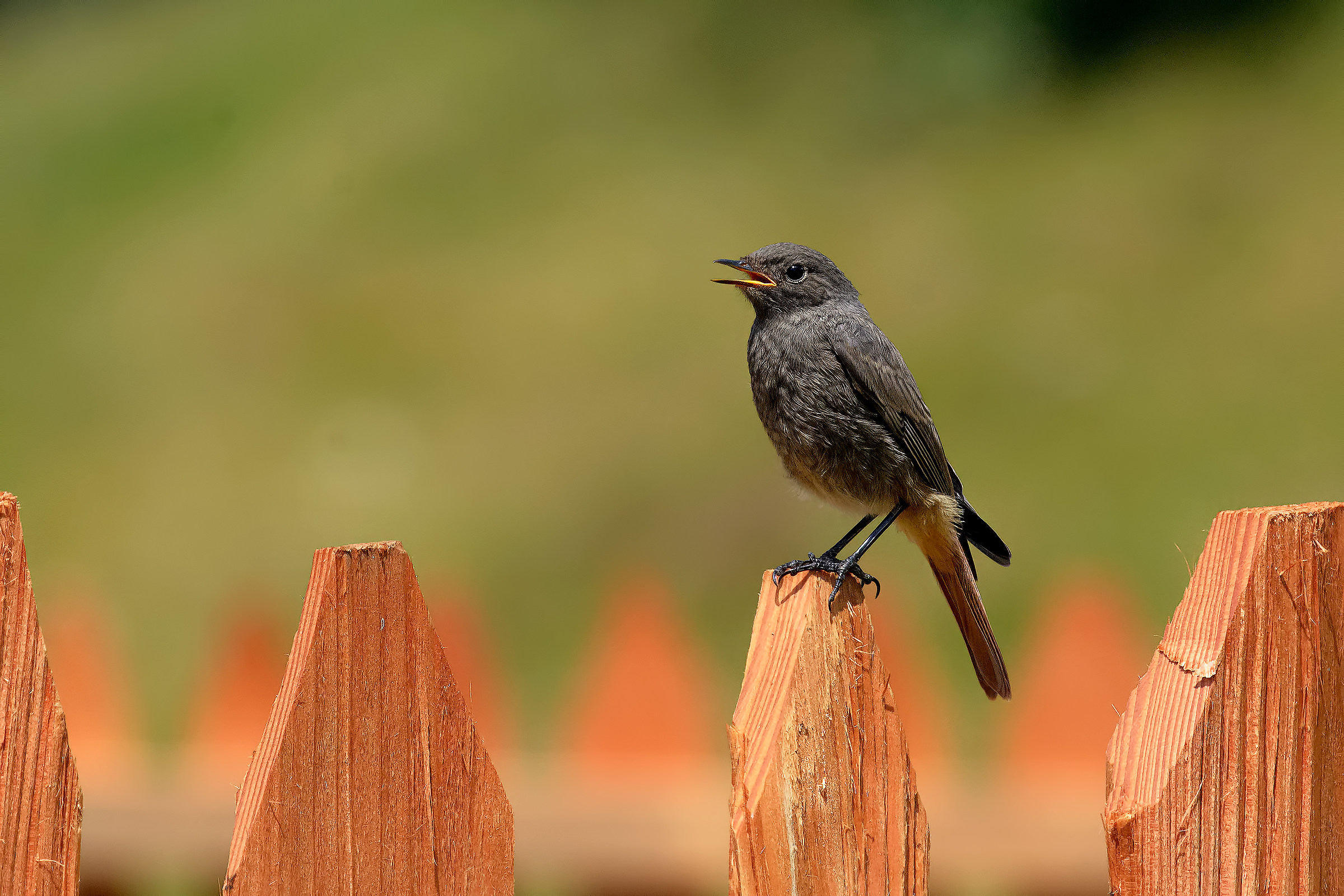 Codirosso Spazzacamino novello