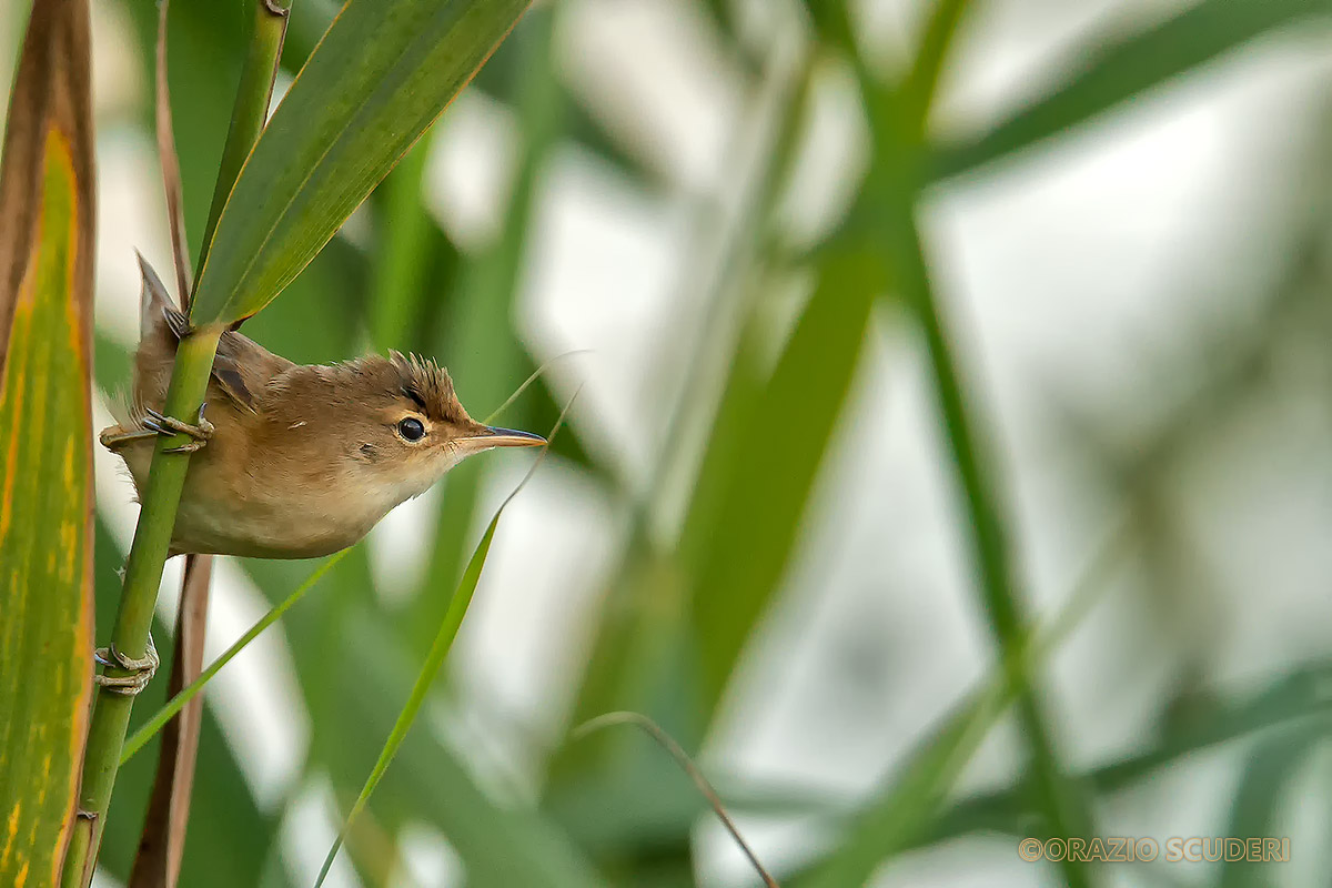 Acrocephalus scirpaceus