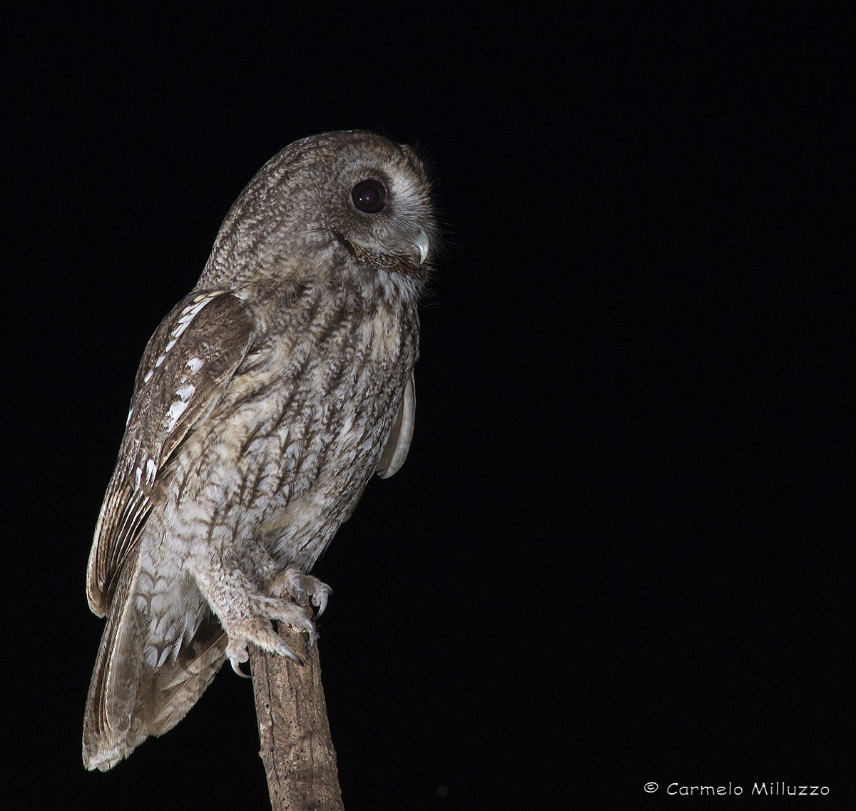 Ritrattone Allocco femmina_Strix aluco_