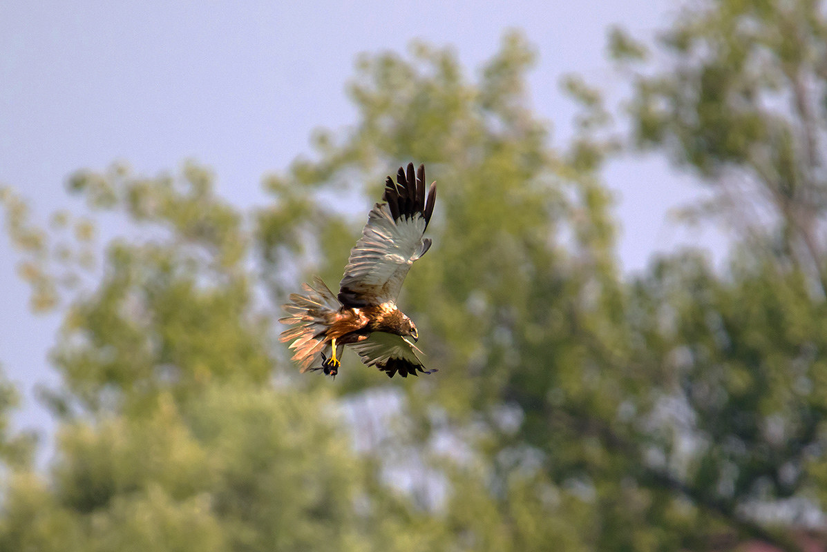 vita e morte faccie della stessa moneta