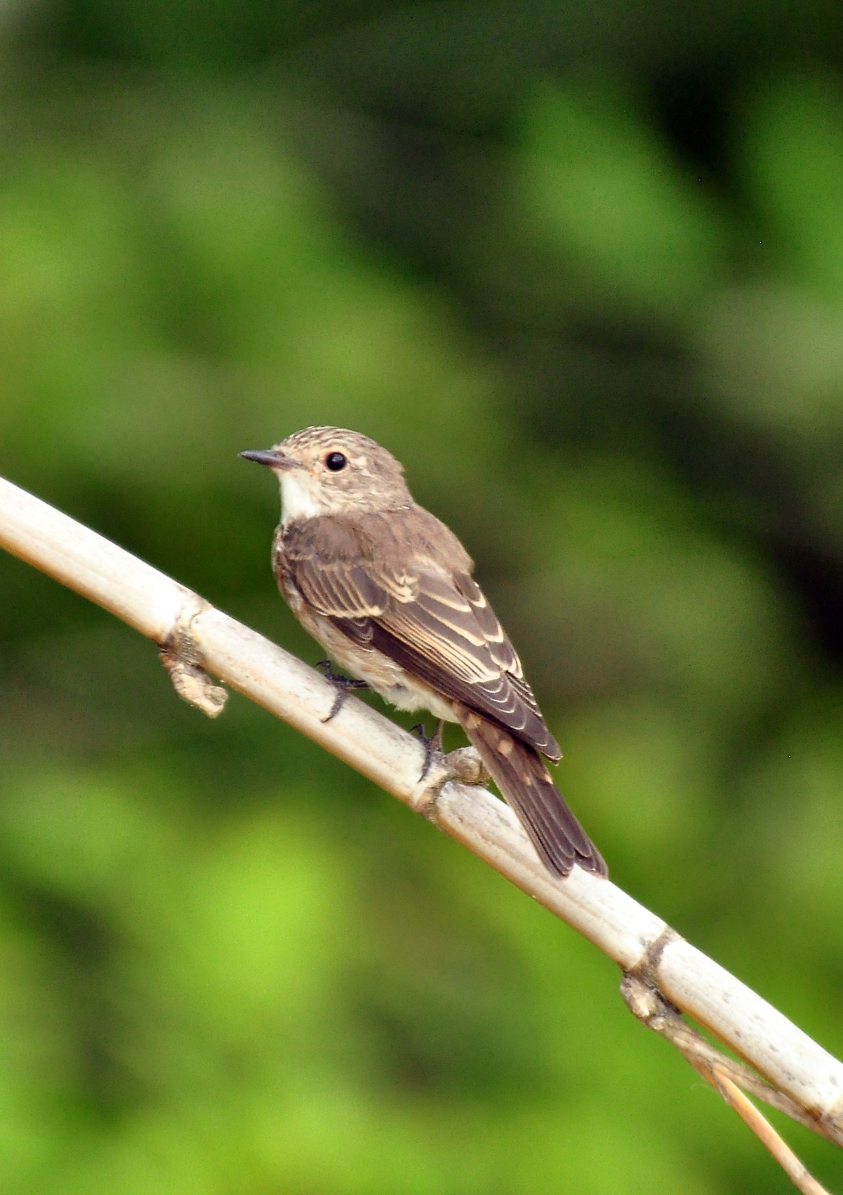 Giovane di Pigliamosche