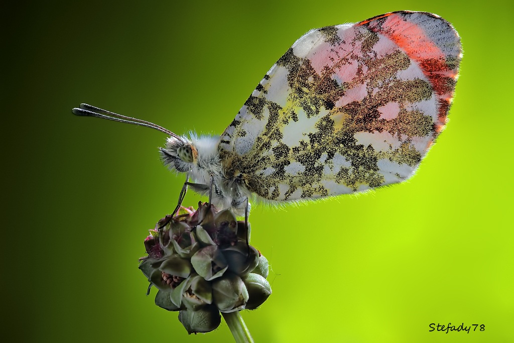 Anthocharis cardamines