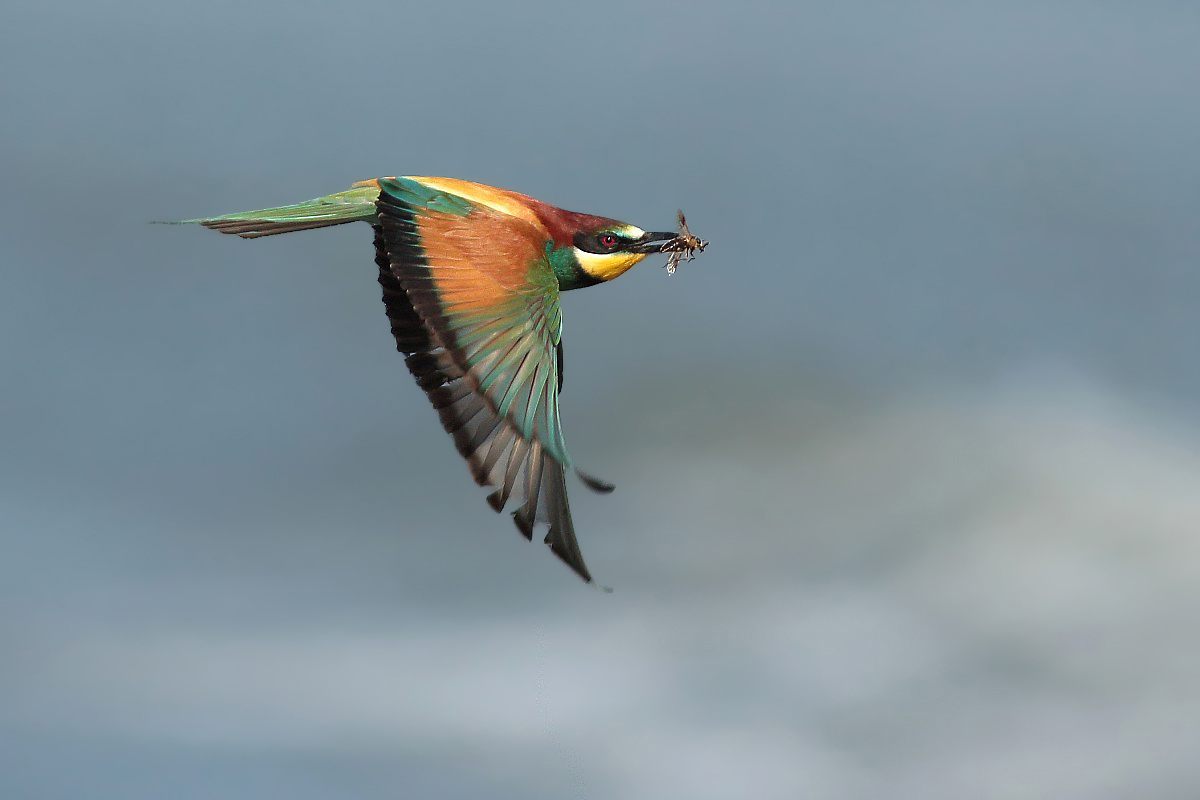 Eater in flight with prey