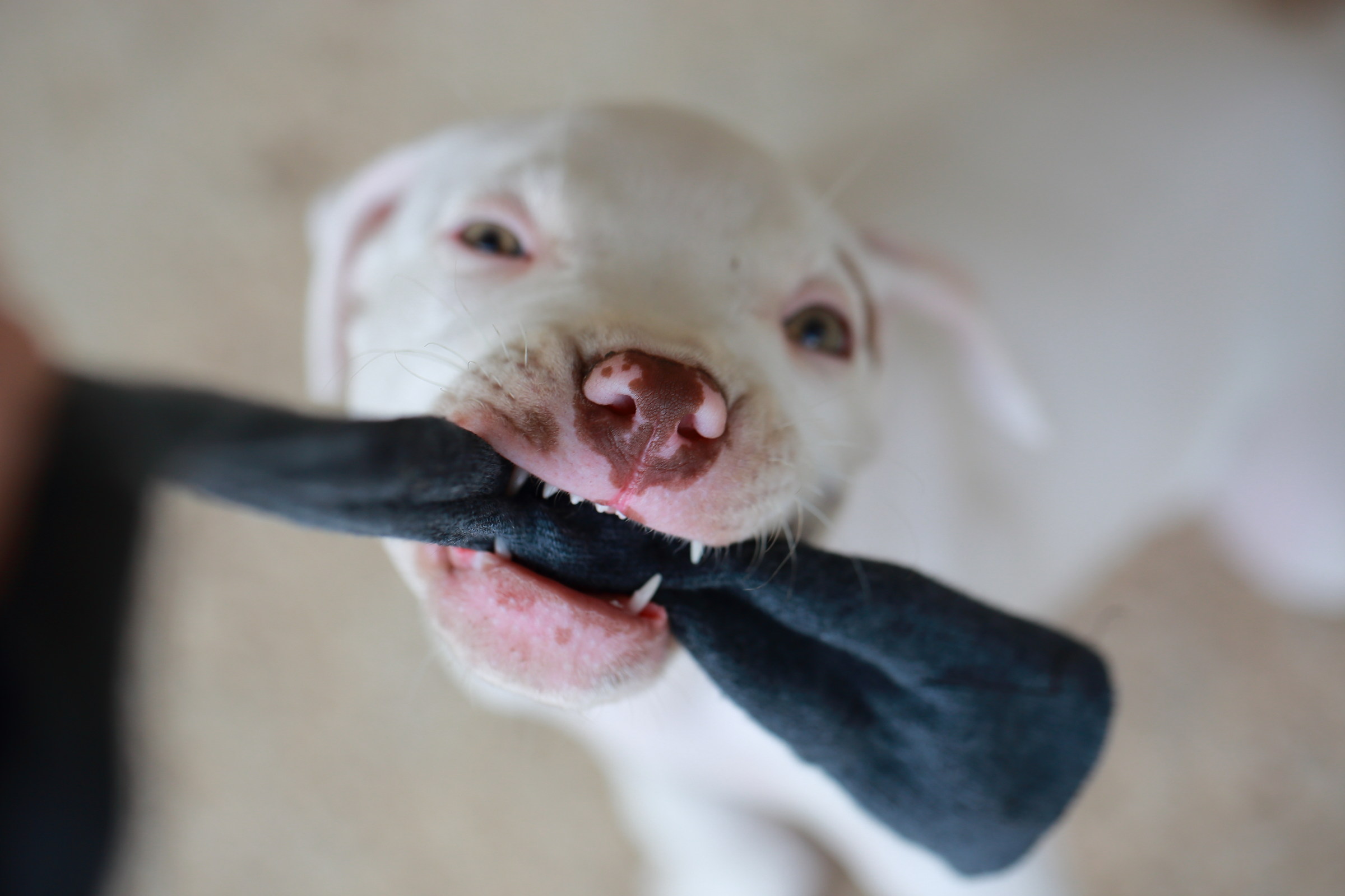 4-Dixie not forget that puppy, but Pitbull