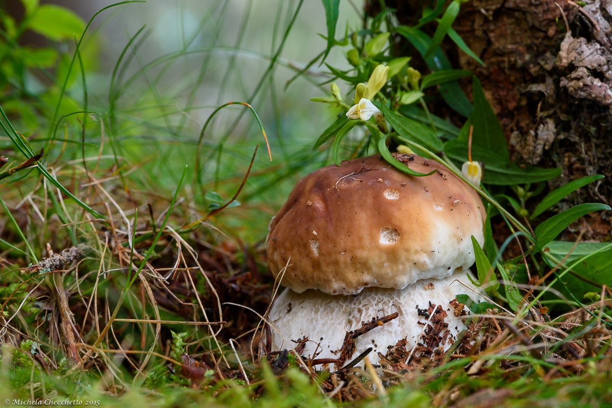 The enchantment of the forest
