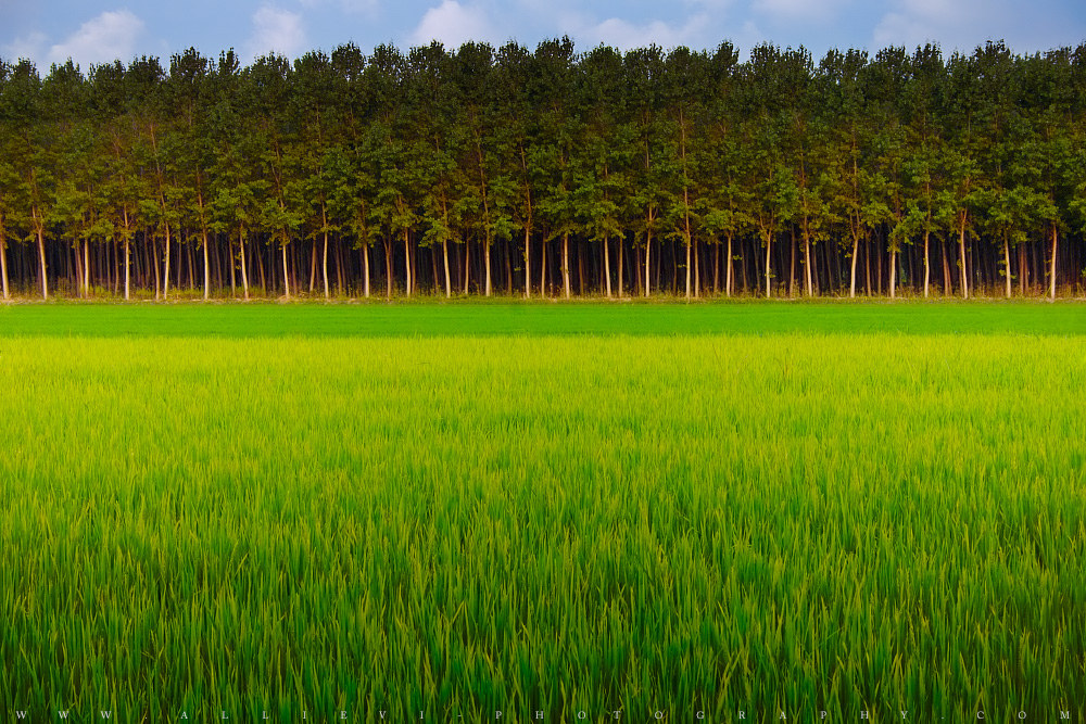 Summer wood and grass
