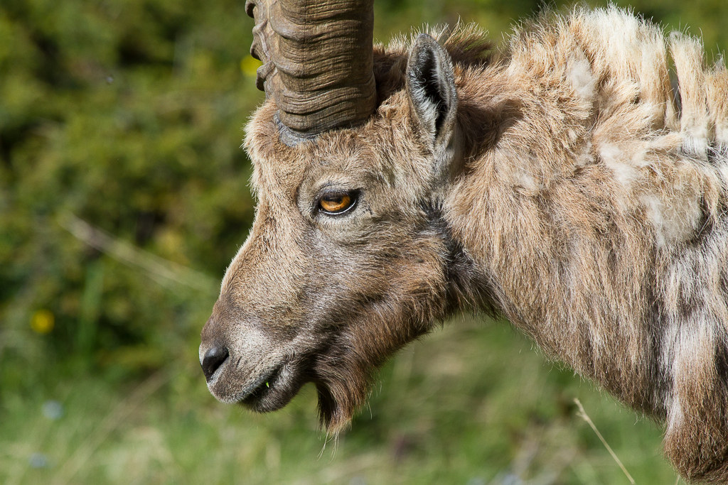 Ibex (foreground)