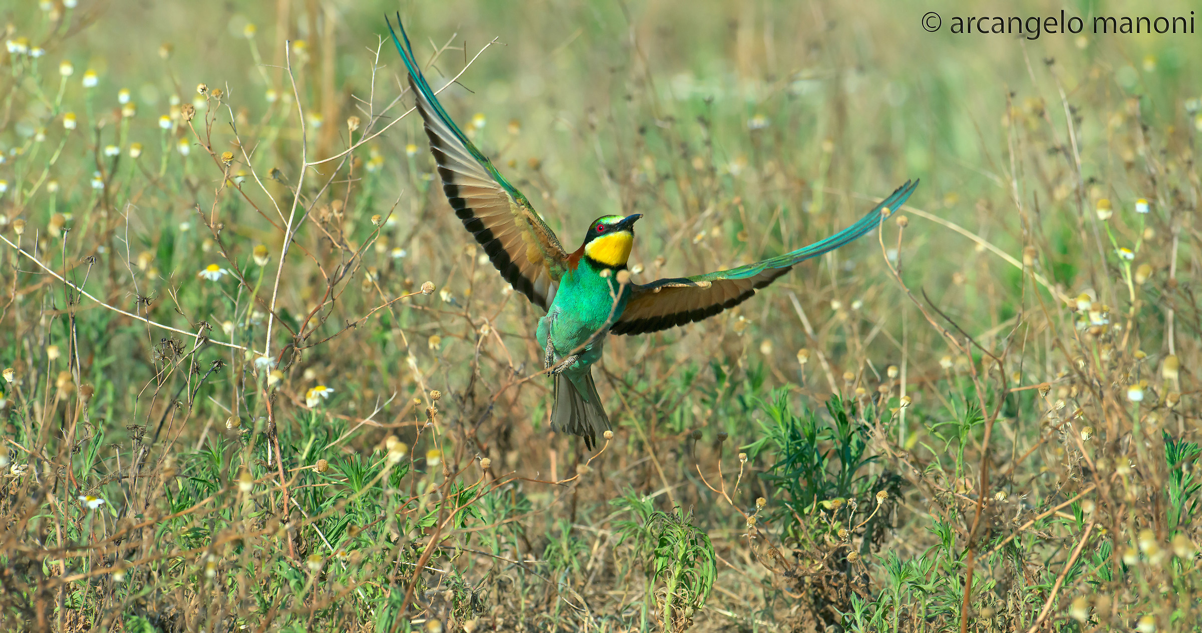 Uscita dal nido sul terreno