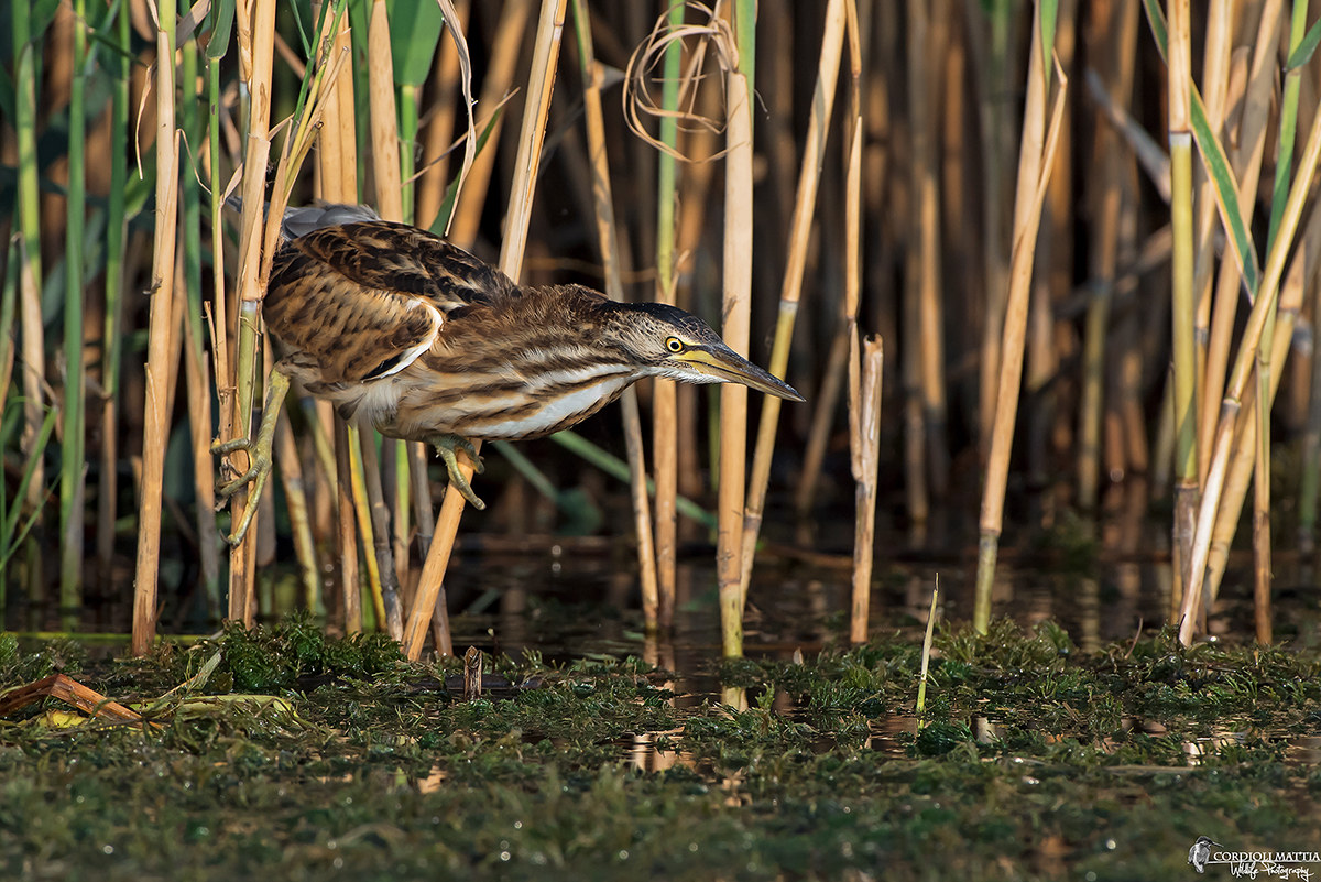 Tarabusina in punta...