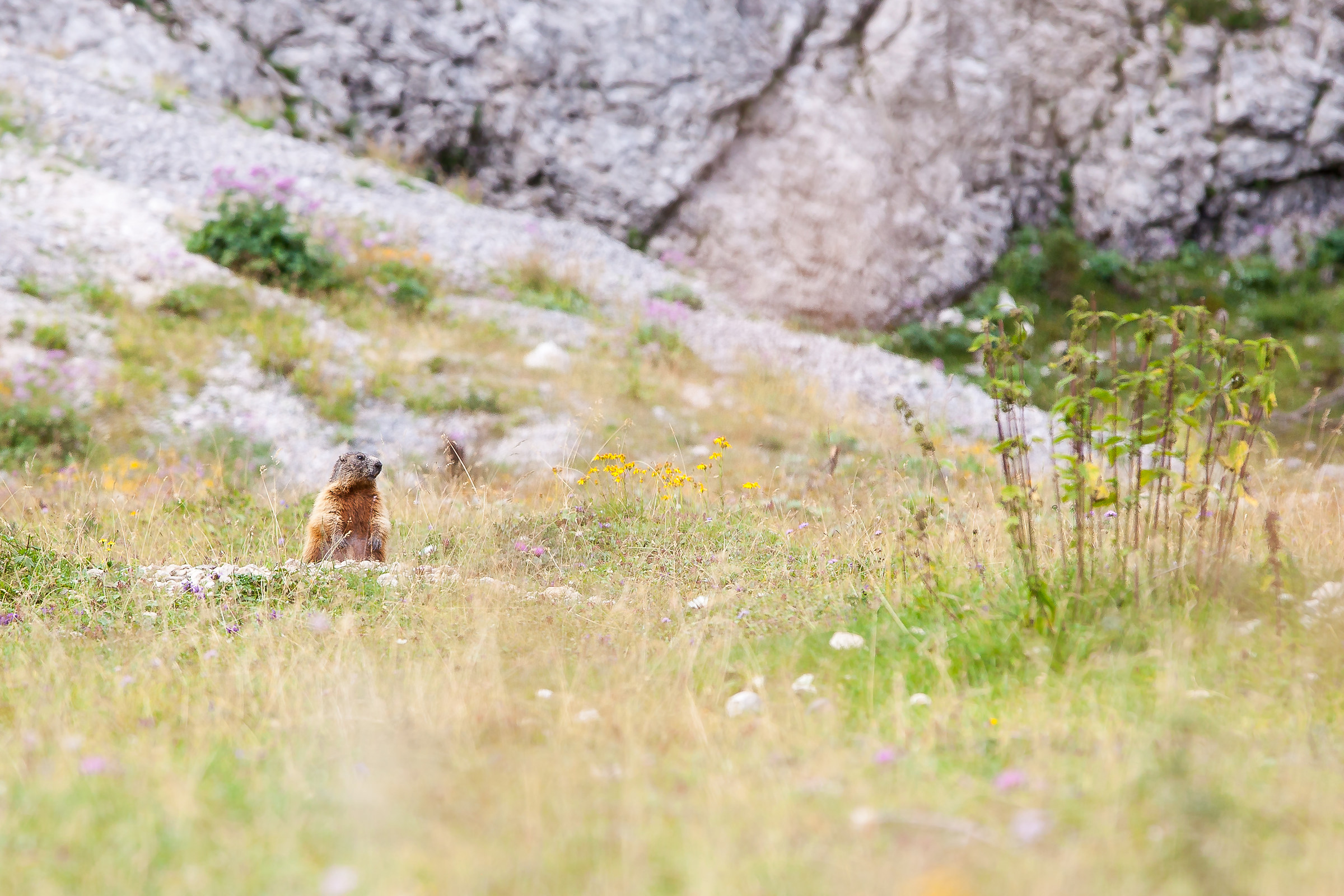 Marmot in its environment