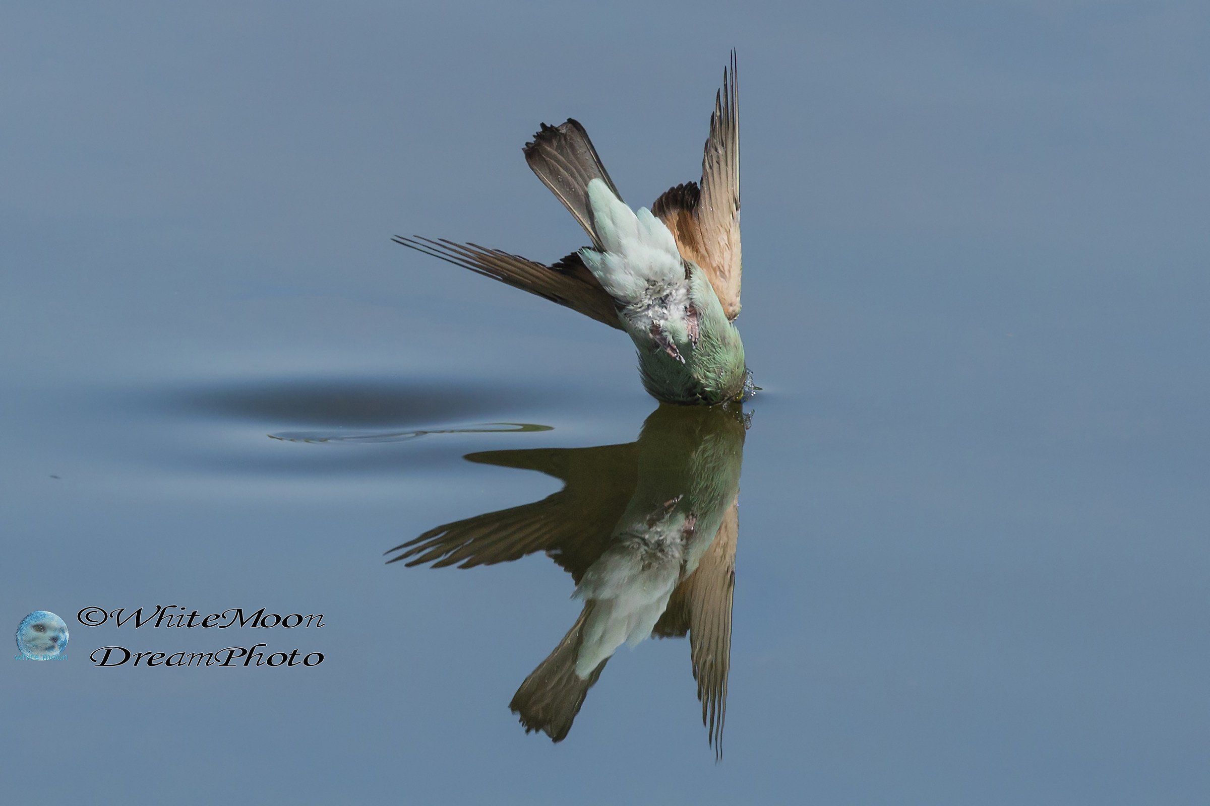 Il tuffo del gruccione