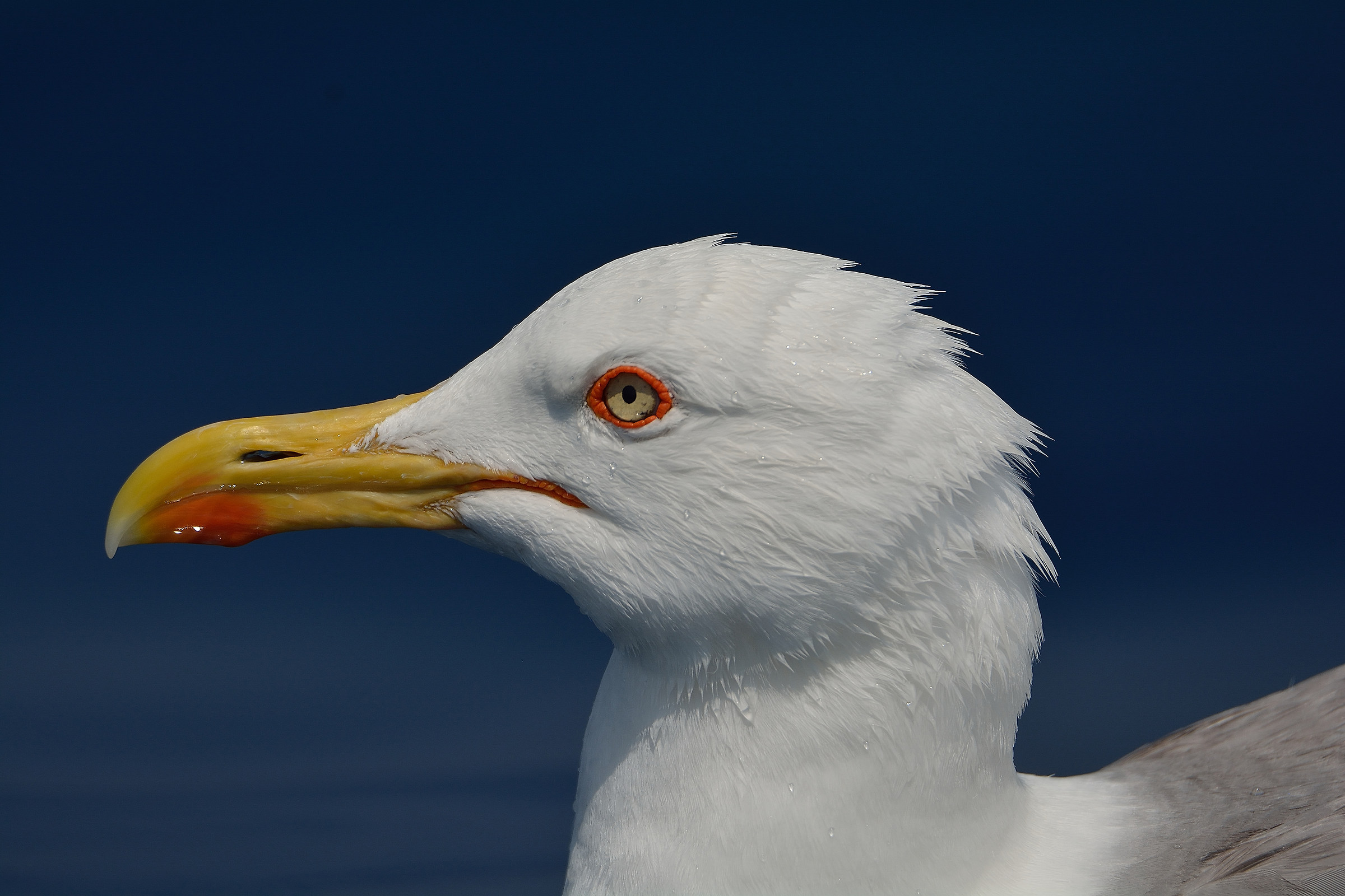 Herring gull ...