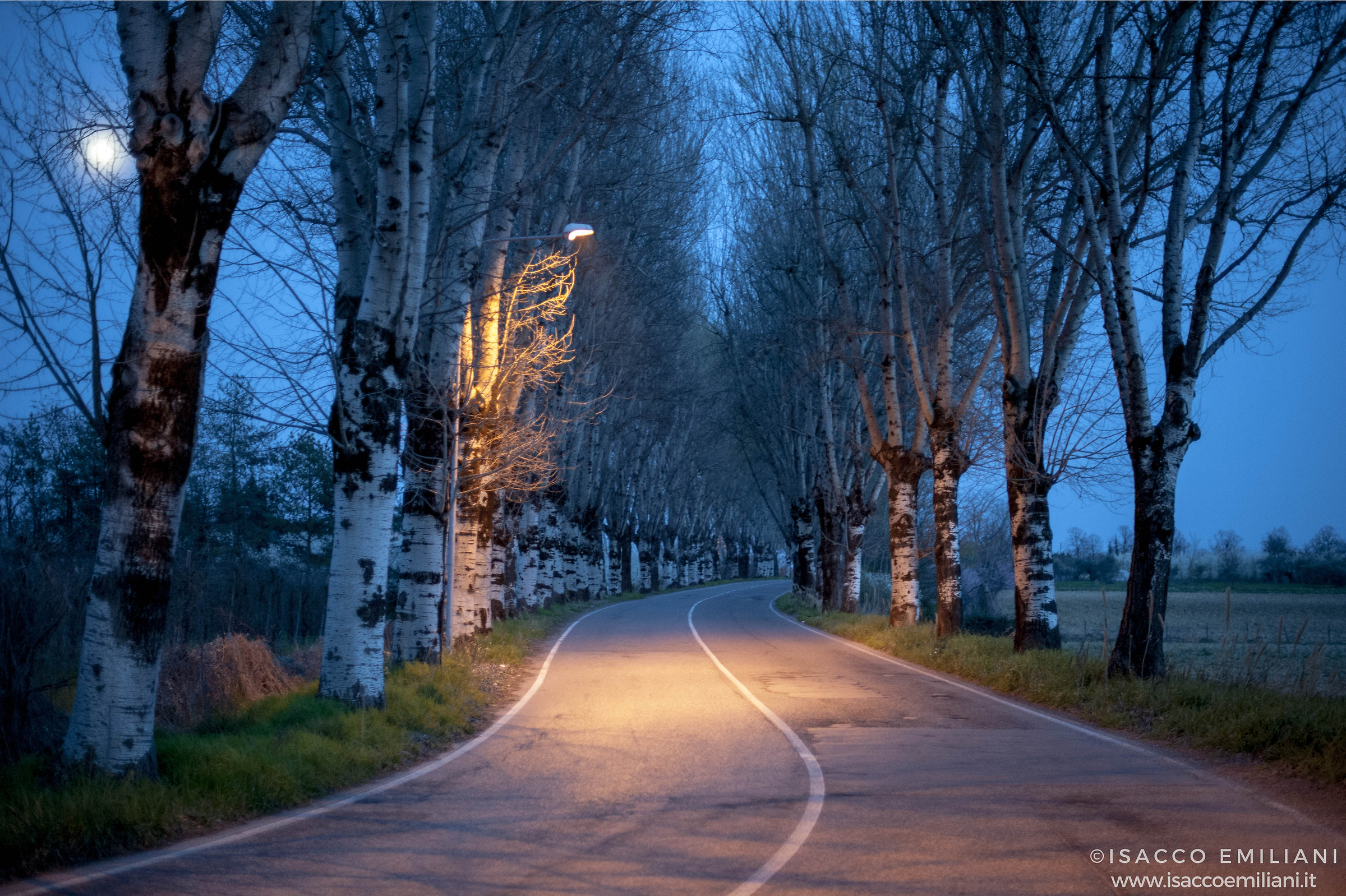 Viale Alberato a Dicembre