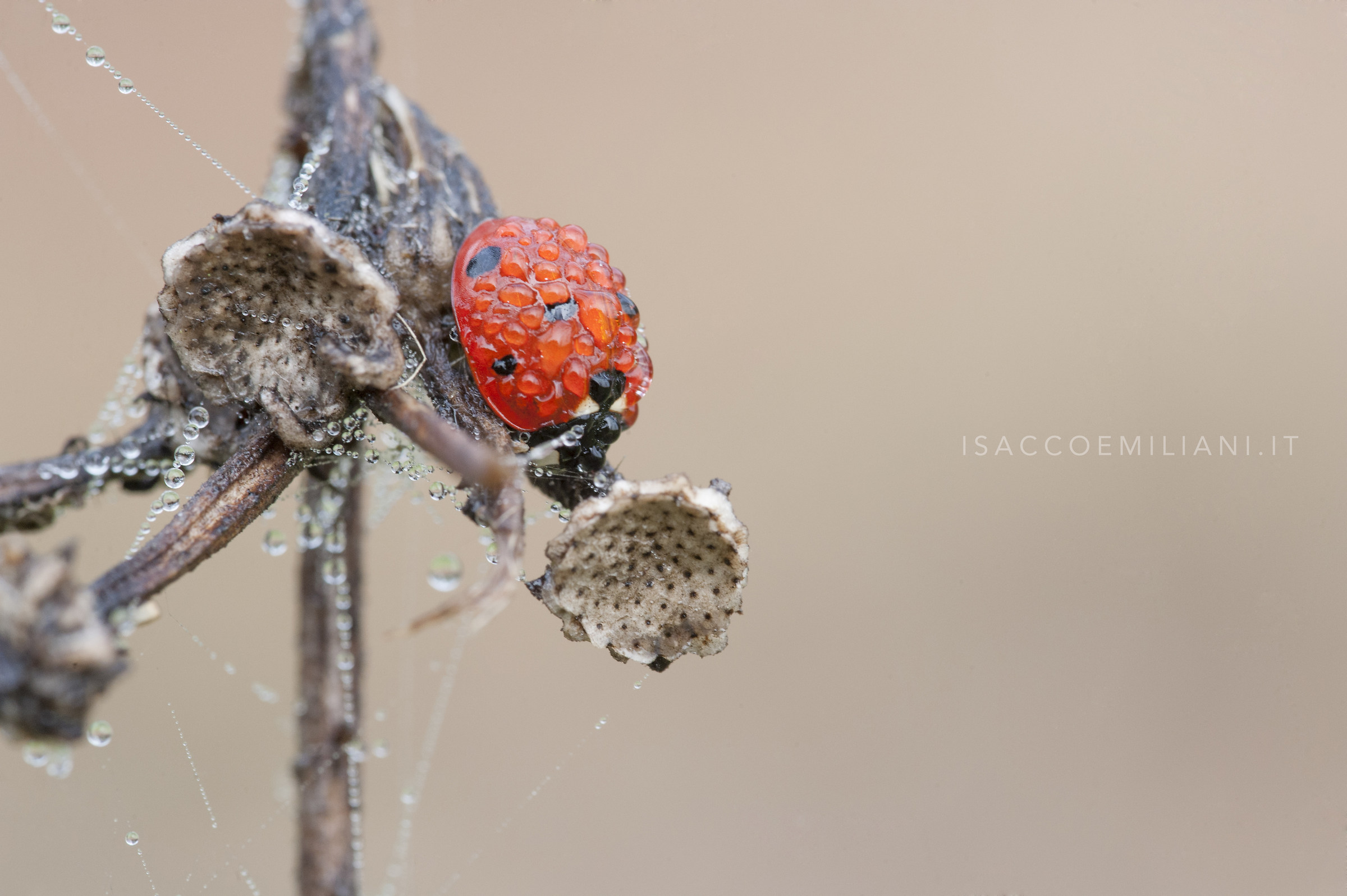 Coccinella e Gocce di Rugiada