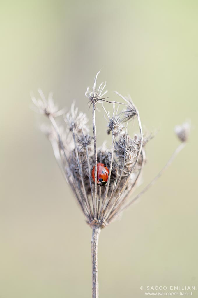 Coccinella nascosta dal Freddo