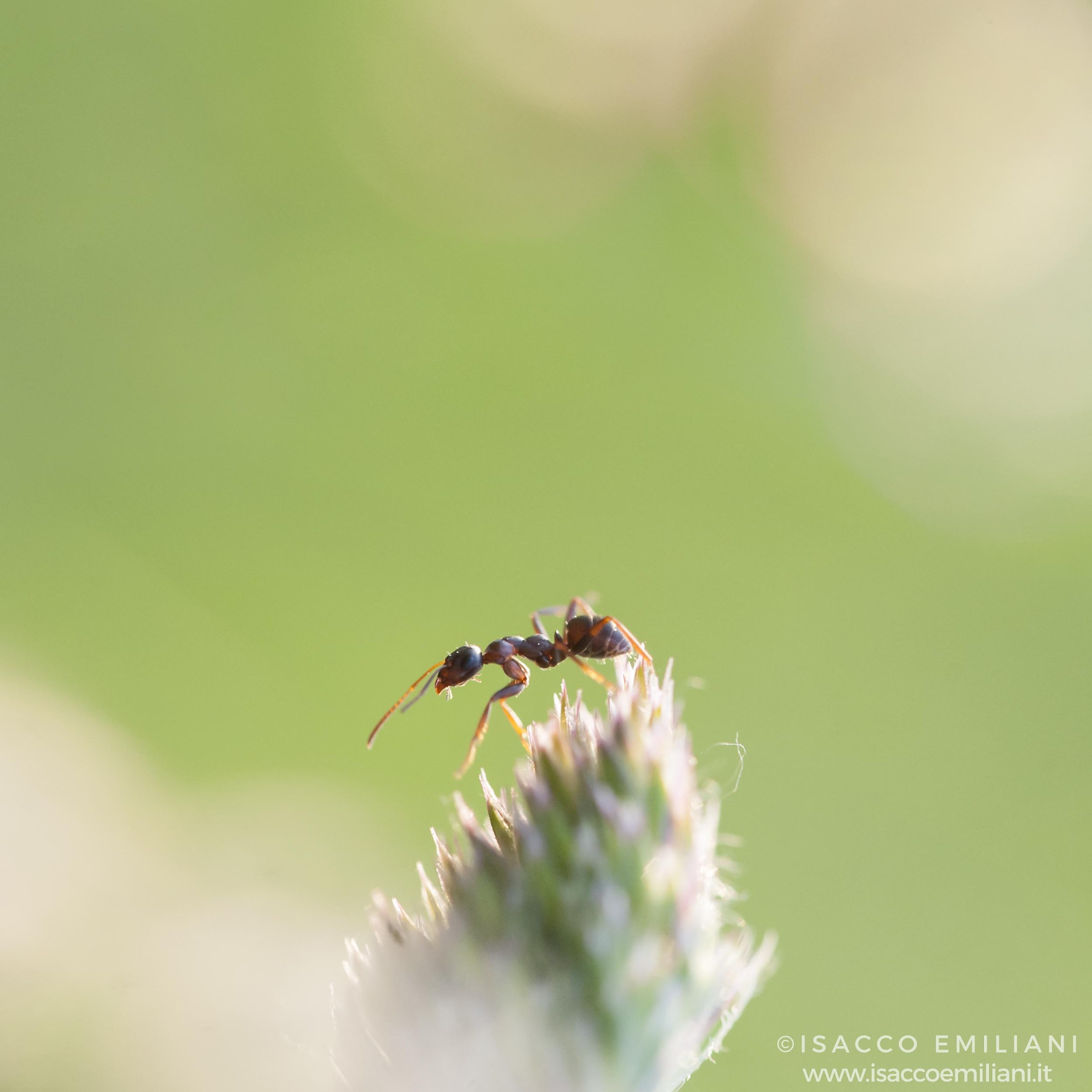 Formica gia al lavoro