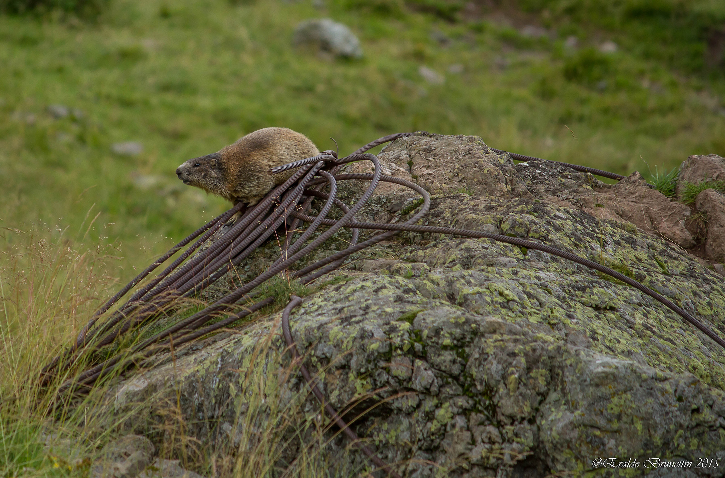 Marmotta