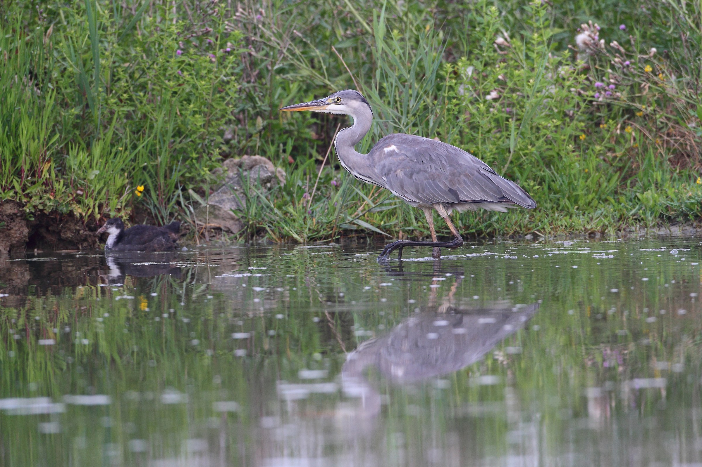 gray heron